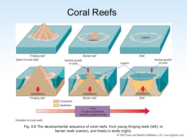 Types Of Coral Reefs  U2013 Saving Coral Reefs